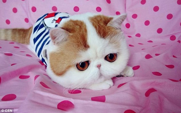 Hình Mèo Cute Nhất  Ảnh Con Mèo Dễ Thương Đáng Yêu  Woowvn