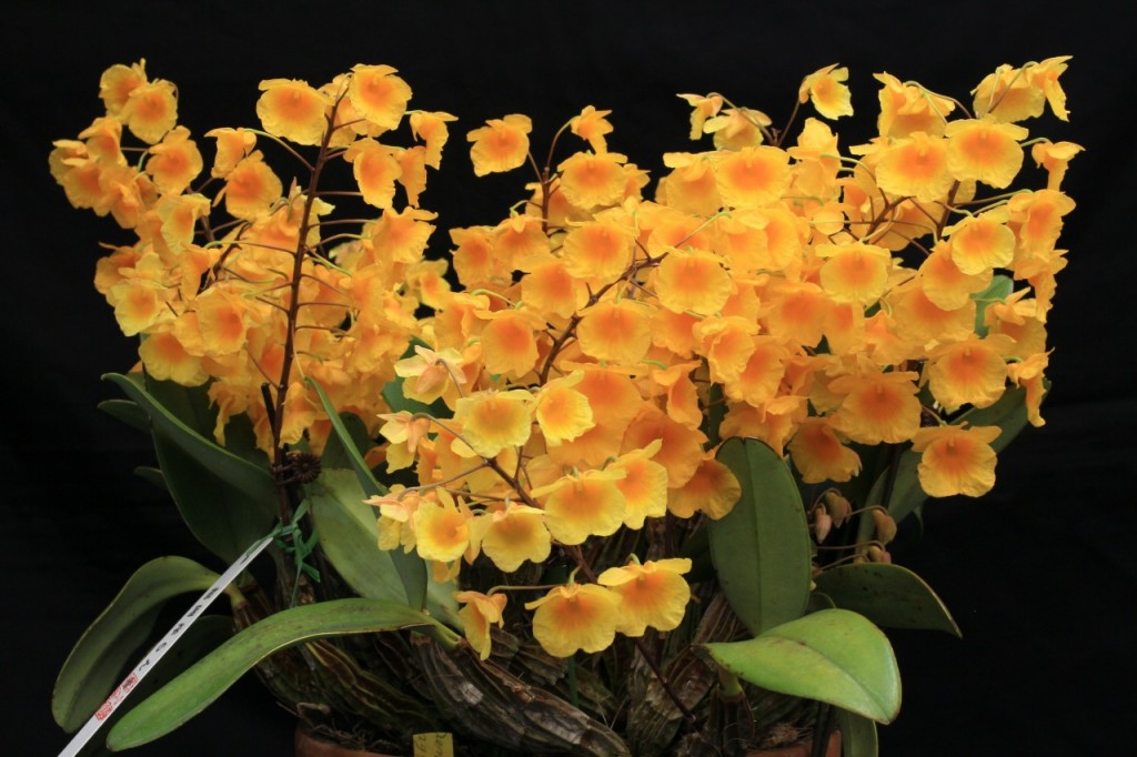 Hoa phong lan đẹp lung linh với màu sắc tươi sáng và họa tiết hoa độc đáo. Họa tiết phong lan rất đặc biệt và được yêu thích bởi nhiều người. Cùng xem qua hình ảnh của hoa phong lan để cảm nhận được vẻ đẹp độc đáo của chúng.
