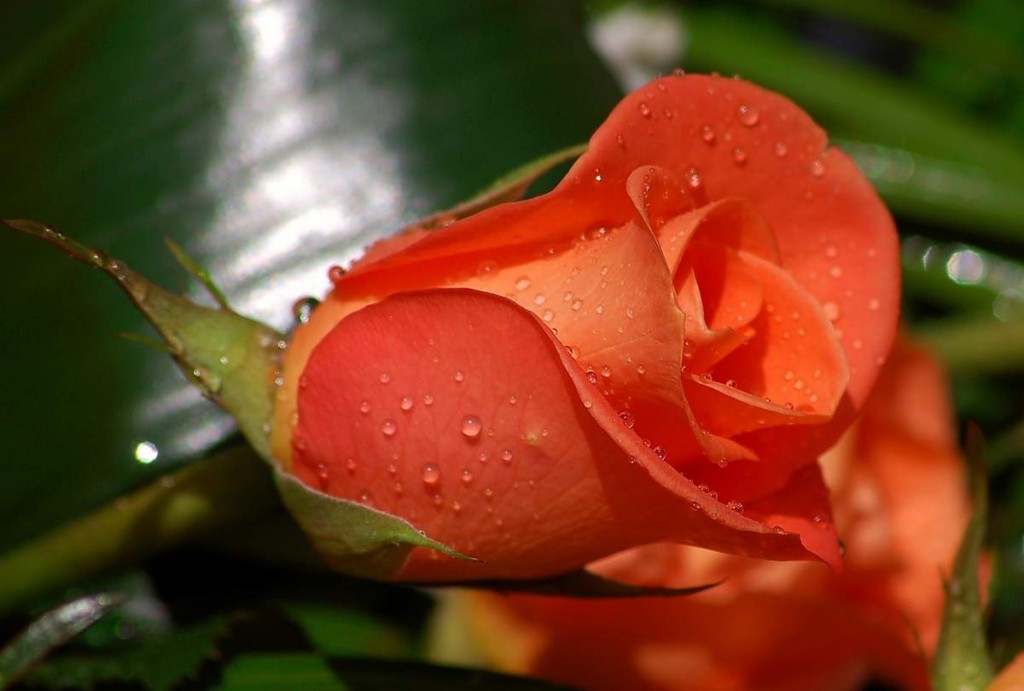 Top hơn 400 tải hình nền hoa hồng hay nhất  cbnguyendinhchieu