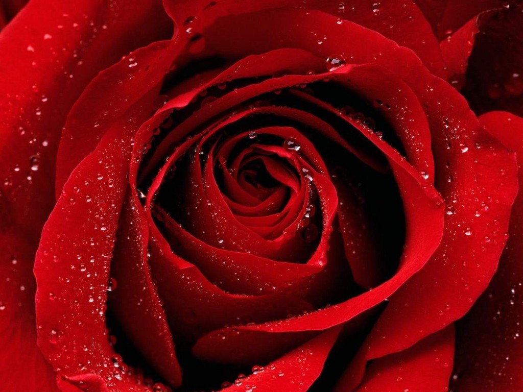 Hoa hồng đỏ  Red roses wallpaper Flower iphone wallpaper Red flower  wallpaper